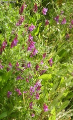Vicia villosa