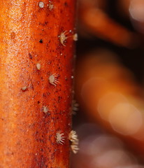 Hispidula dicksoniae