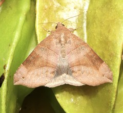 Bastilla hamatilis
