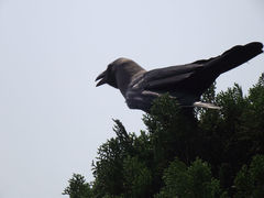 Corvus splendens