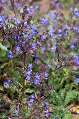 Anchusa stylosa