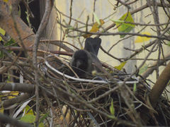 Corvus splendens