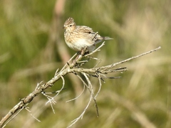 Alauda arvensis arvensis