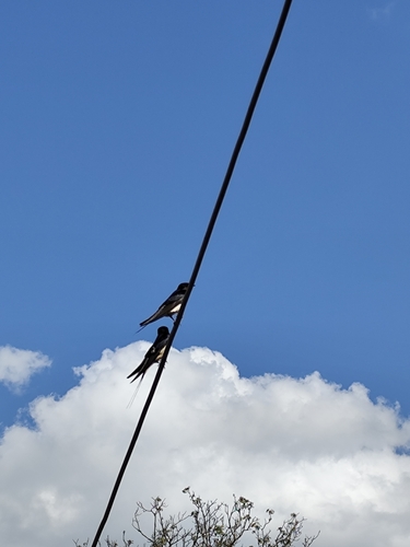 Barn Swallow