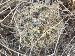 Coryphantha delicata