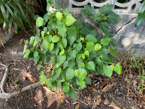 Mock Bodh Tree