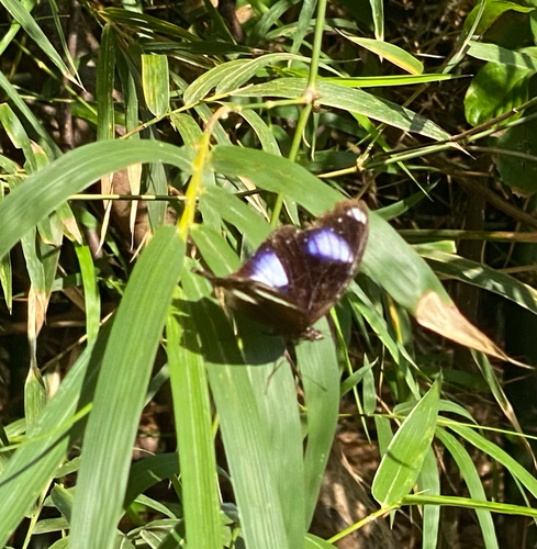 Great Eggfly