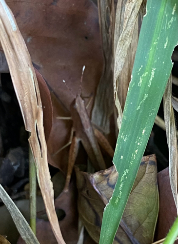 Phlaeoba antennata