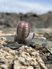 Tulipa regelii, photograph (c) Kudaibergen Amirekul, some rights reserved (CC BY-SA)