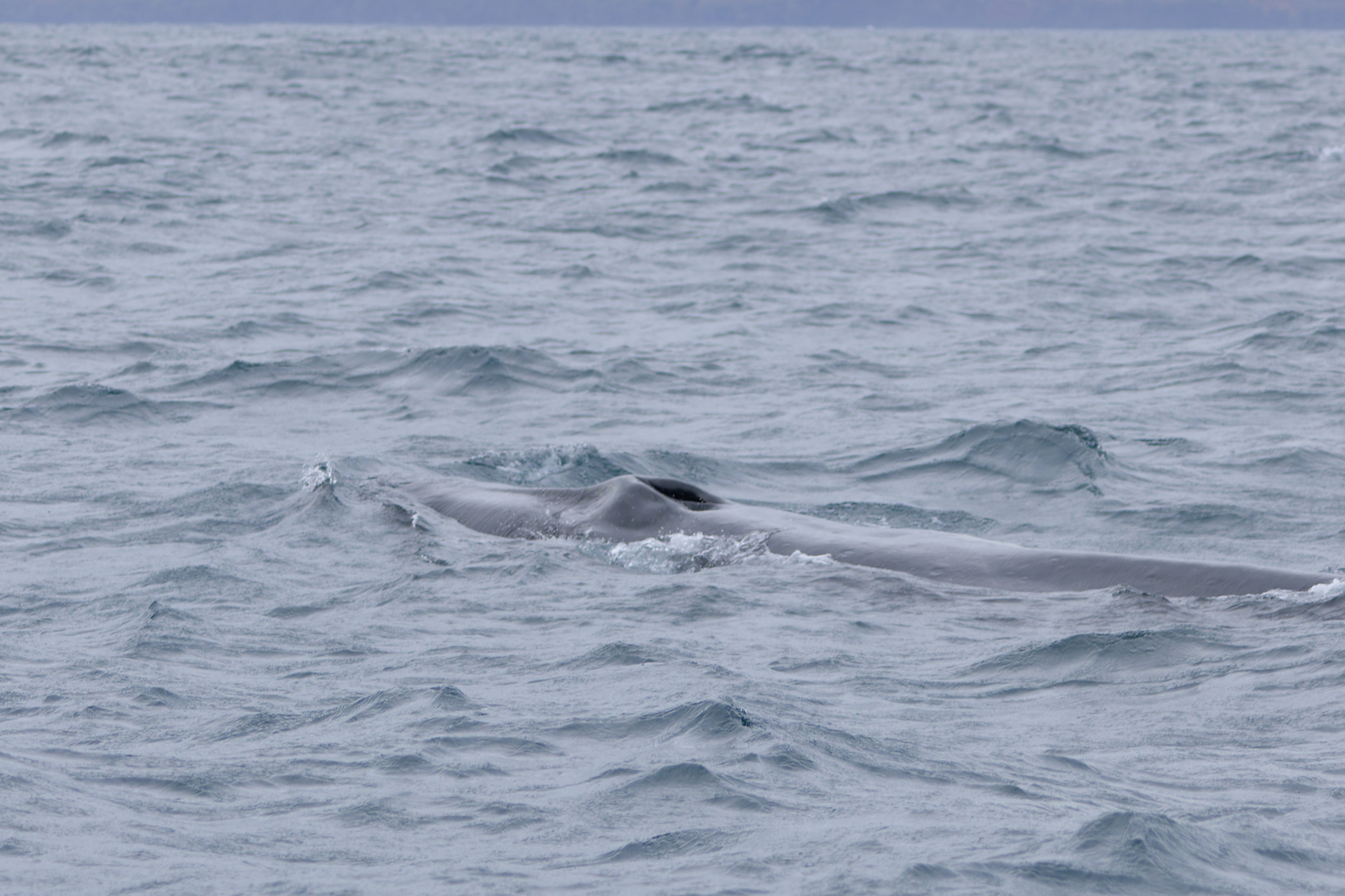 Balaenoptera borealis
