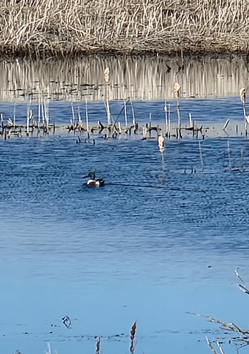 Northern Shoveler