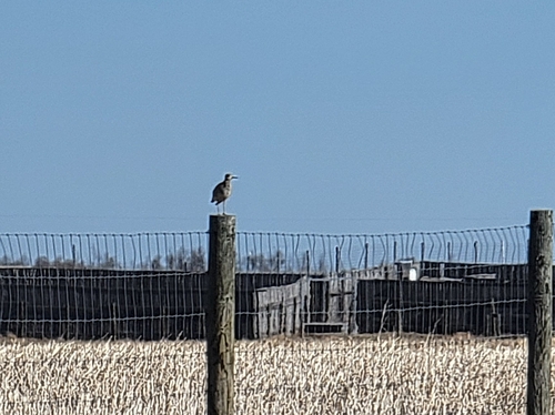 Upland Sandpiper