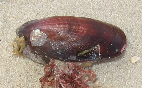 Modiolus americanus