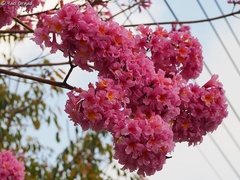 Handroanthus