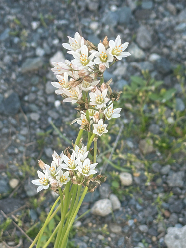Onion Weed