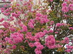 Handroanthus