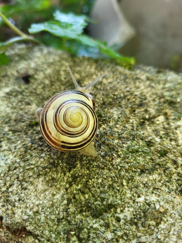 Cepaea nemoralis