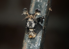 Paleophobetron