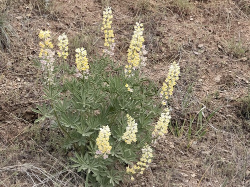 Lupinus arbustus, photograph 3