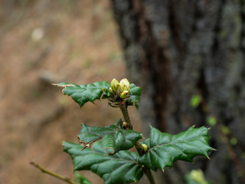 Quercus semecarpifolia, photograph 4