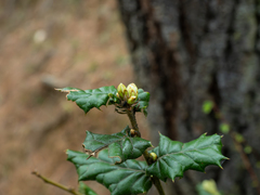 (c) Samuel Lee, some rights reserved (CC BY) Quercus semecarpifolia, photograph (c) Samuel Lee, some rights reserved (CC BY)