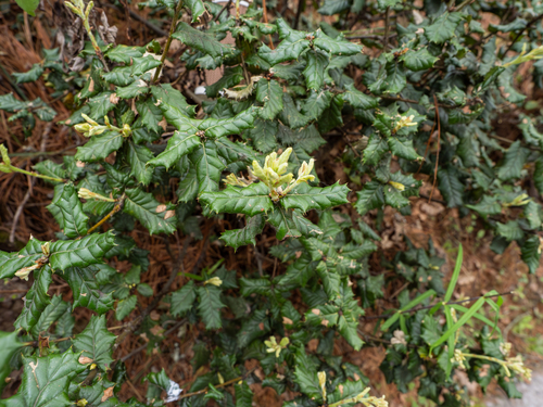Quercus semecarpifolia, photograph 3