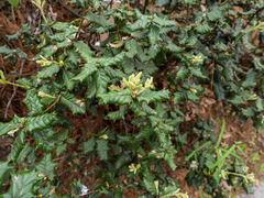 (c) Samuel Lee, some rights reserved (CC BY) Quercus semecarpifolia, photograph (c) Samuel Lee, some rights reserved (CC BY)