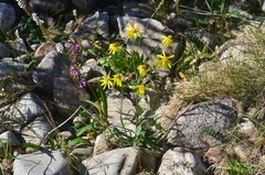 Tephroseris integrifolia