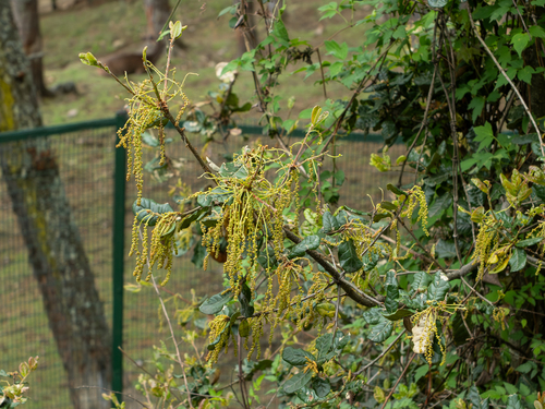 Quercus semecarpifolia, photograph 5