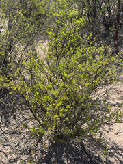 Flourensia cernua, photograph (c) CK2AZ, some rights reserved (CC BY)