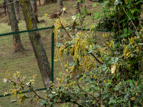 Quercus semecarpifolia, photograph 6