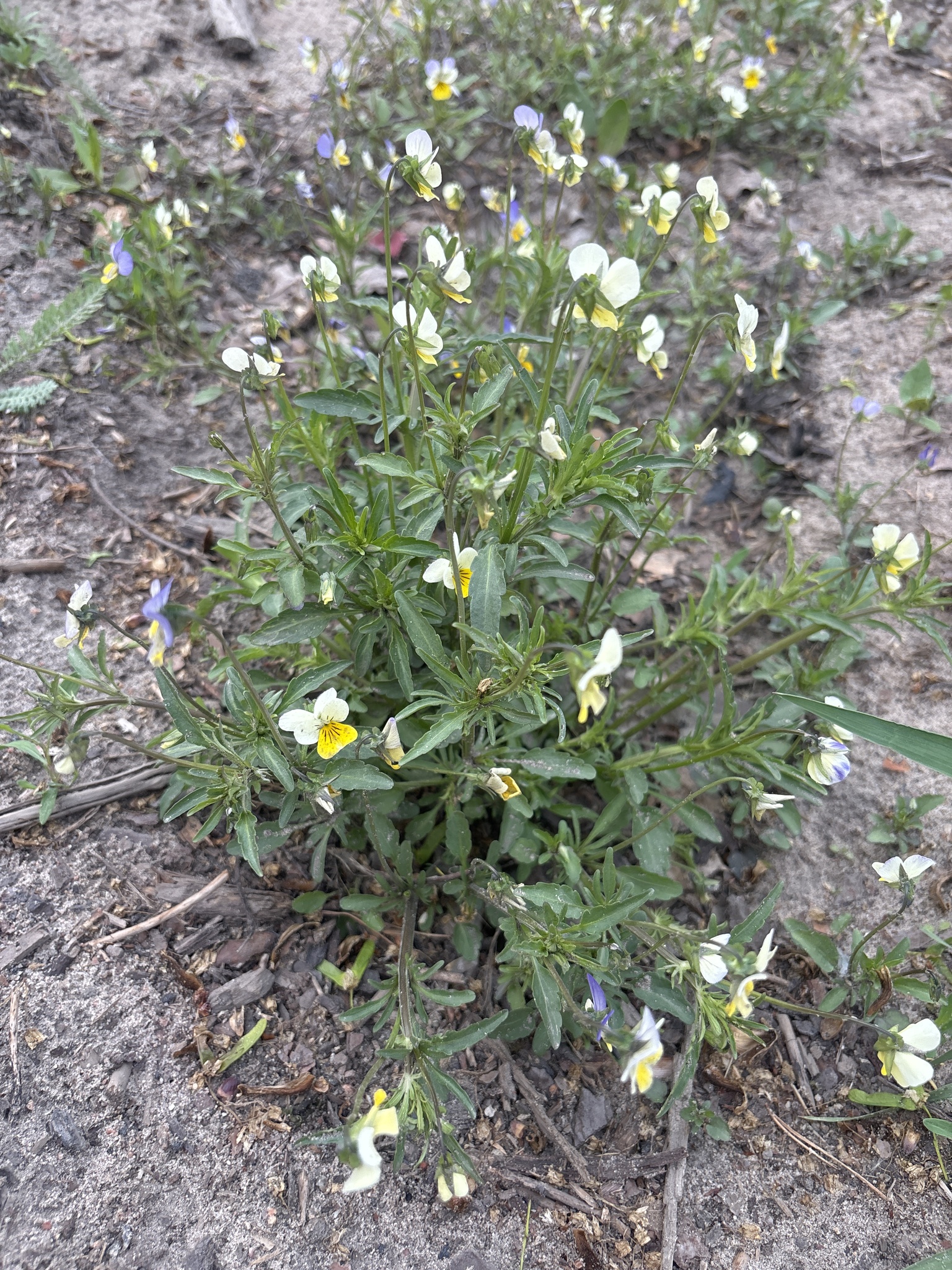 Field pansy