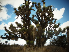 Yucca decipiens