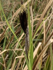 Carex riparia