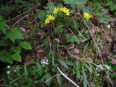 Tephroseris integrifolia