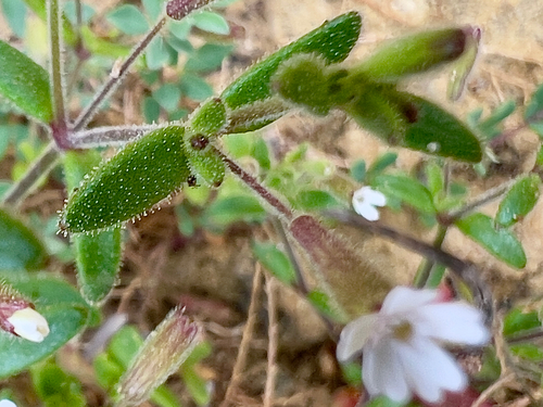 Silene sedoides, photograph 5