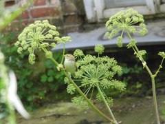 Phylloscopus trochiloides
