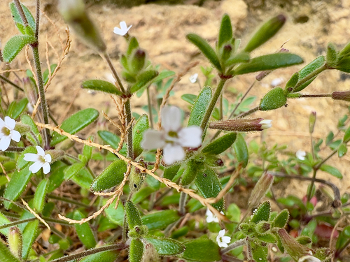 Silene sedoides, photograph 3