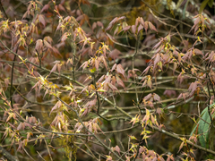 Acer acuminatum