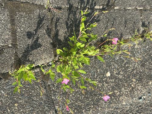 rose evening primrose