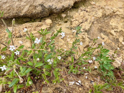 Silene sedoides, photograph 4