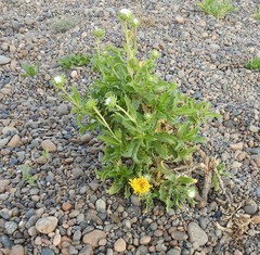 Grindelia chiloensis