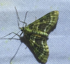 Hypocometa praeeminens