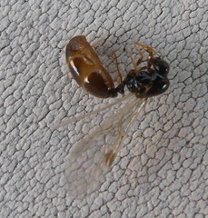 Solenopsis punctaticeps