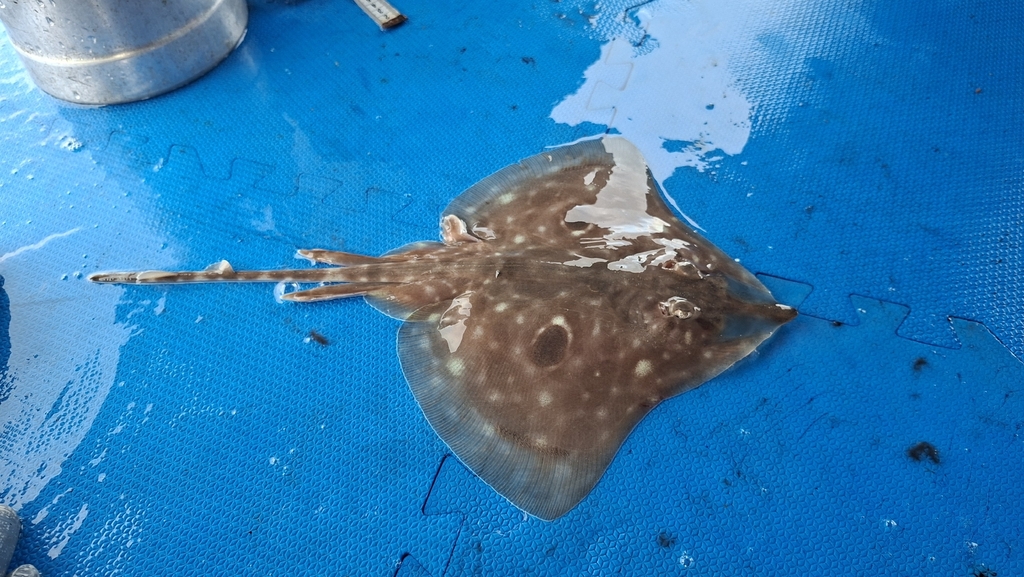 La Plata skate (Atlantoraja platana) — Arhynchobatidae