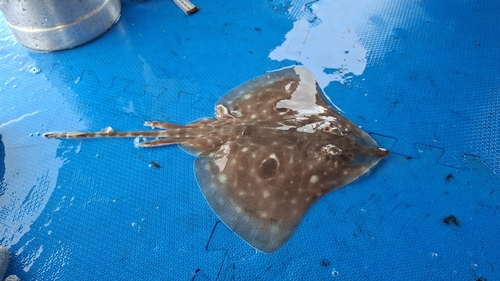 La Plata skate (Atlantoraja platana) — Arhynchobatidae