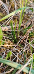Carex humilis, photograph (c) Ondřej Křivan, some rights reserved (CC BY)