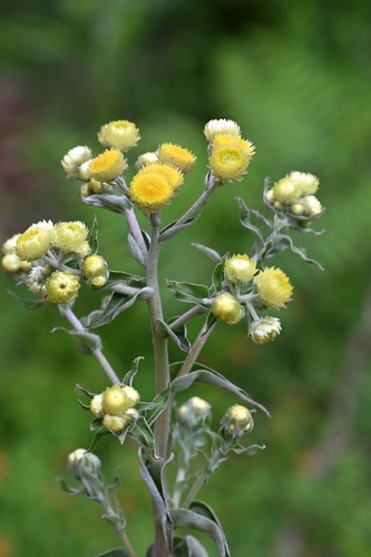 Helichrysum foetidum, photograph 5