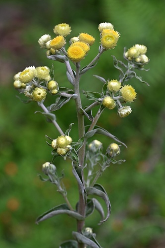 Helichrysum foetidum, photograph 6