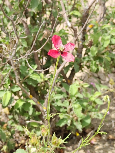 rough poppy